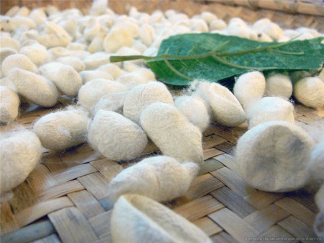 Шелк - продукт, созданный тутовым шелкопрядом Экология жизни