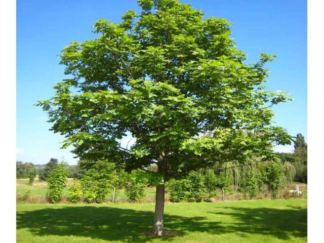 Экология леса и природы