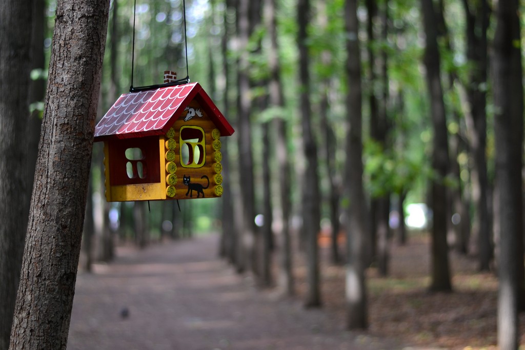 Забота о птицах